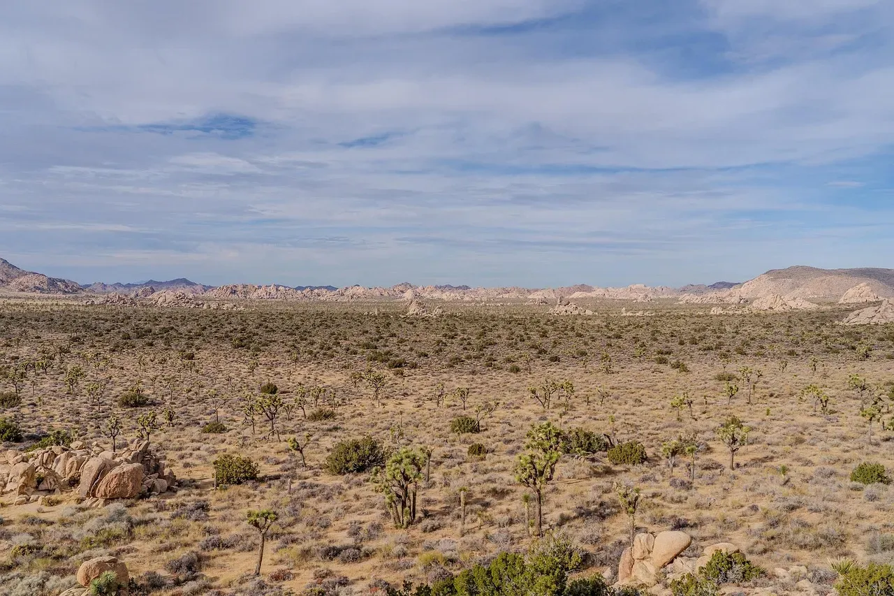 The Joshua Tree's Uncertain Future (Image Credits: Pixabay)