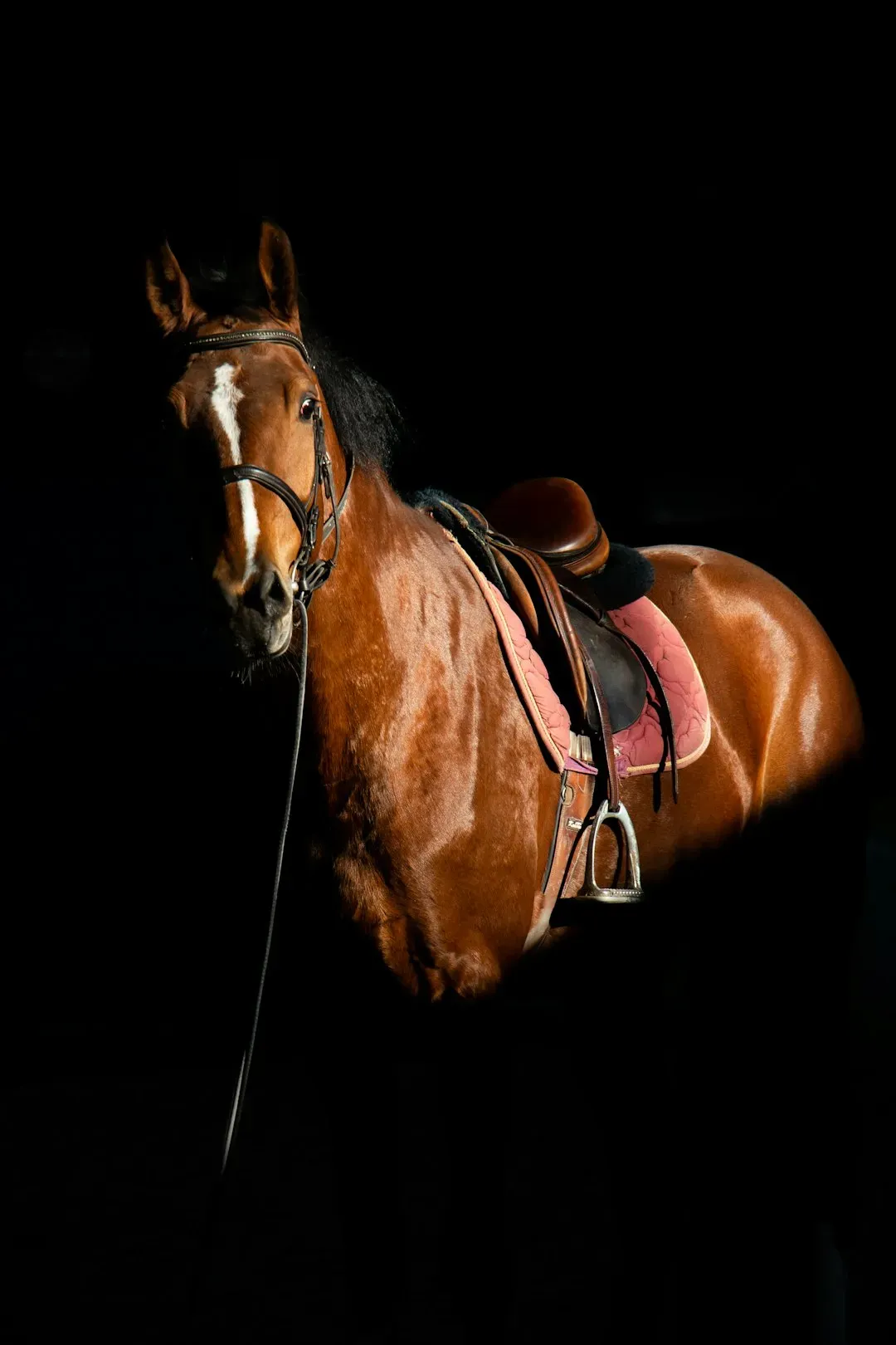 1. Hold your horses (Image Credits: Unsplash)