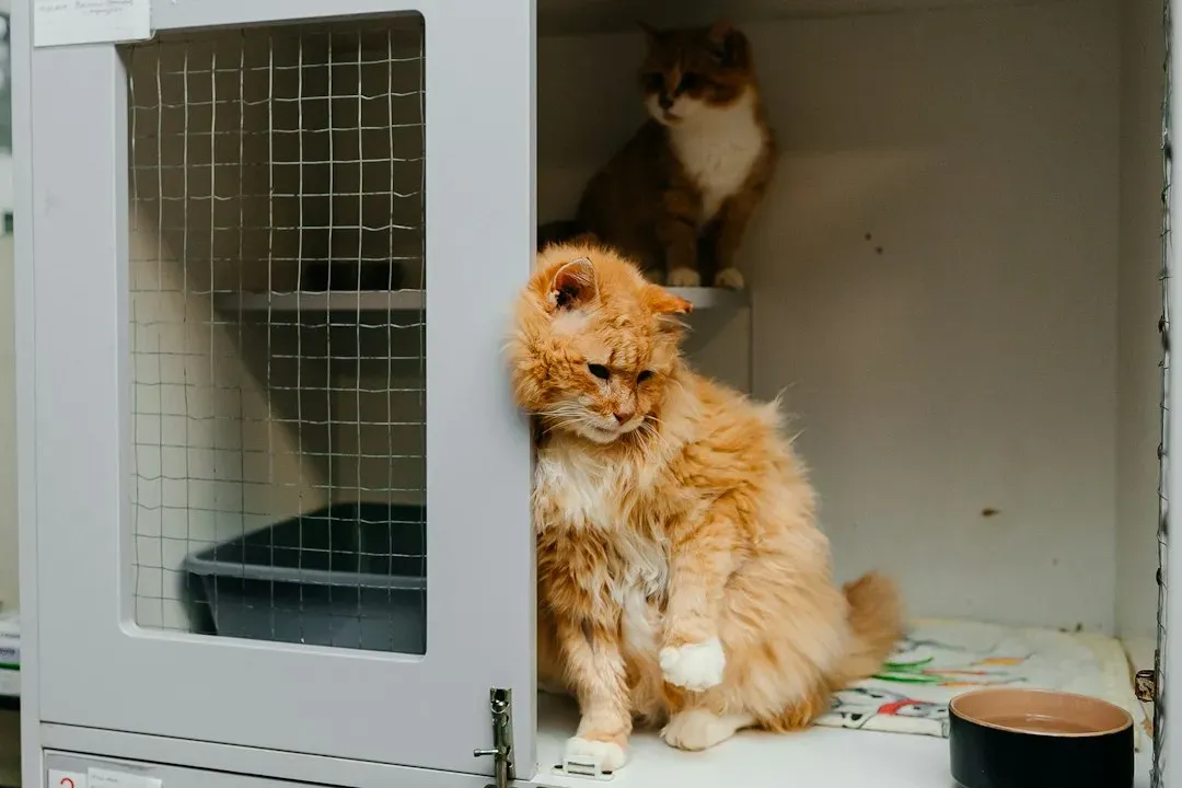 Shelter Cats and Faster Adoption (Image Credits: Unsplash)