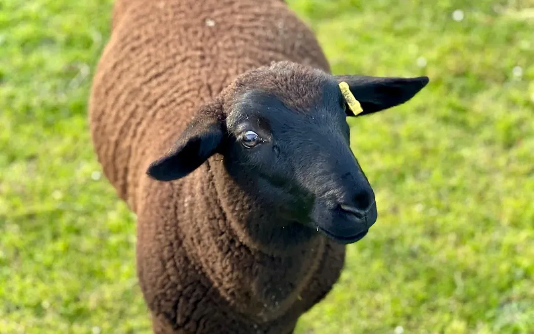 Baa Baa Black Sheep: A Wool Tax Hidden in Plain Sight (Image Credits: Unsplash)