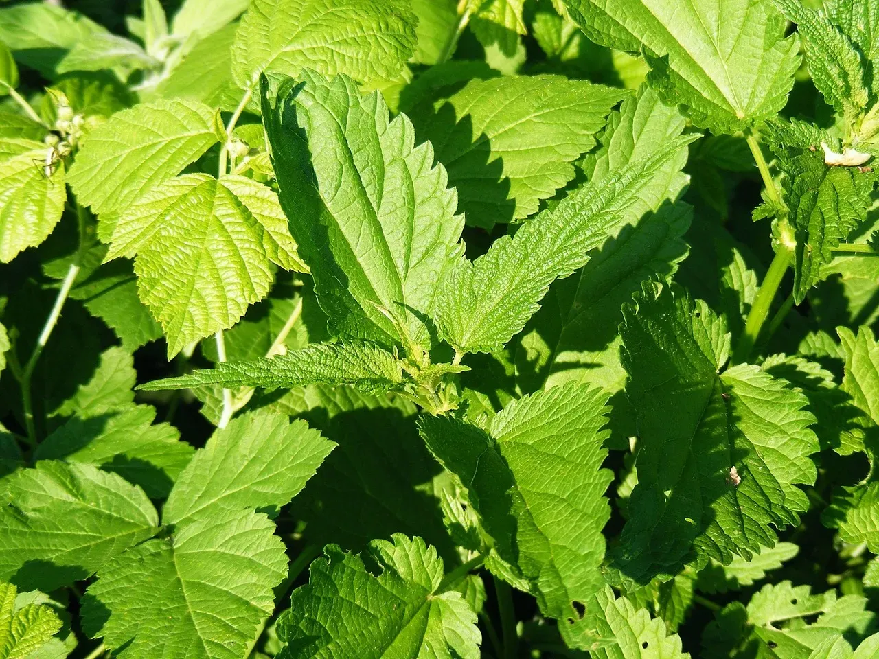 Serotonin's Quiet Role in Confidence (Image Credits: Pixabay)