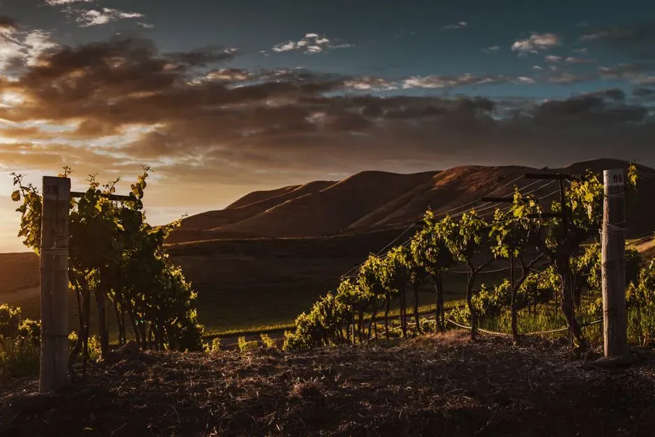 4. Santa Rosa, California (Image Credits: Pexels)