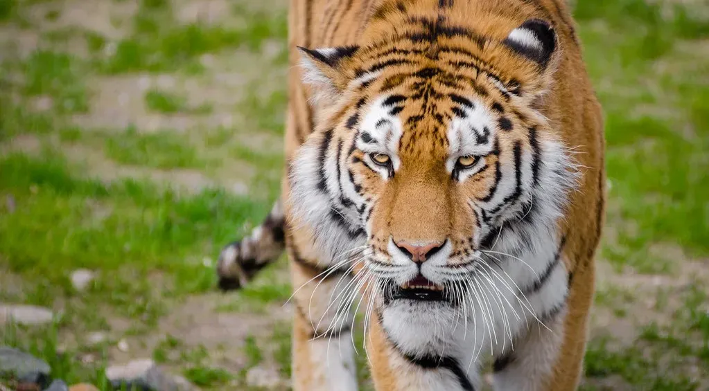 5. Life of Pi (2012) (Image Credits: Flickr)