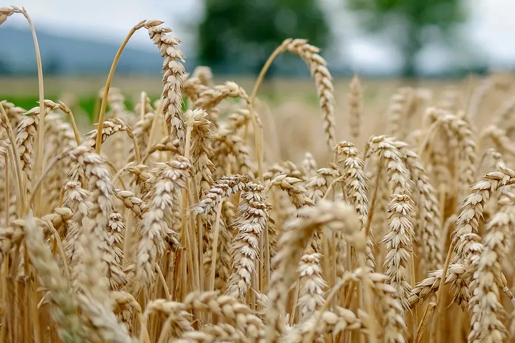 Whole Grains: The Unsung Heroes of Digestion (Image Credits: Flickr)