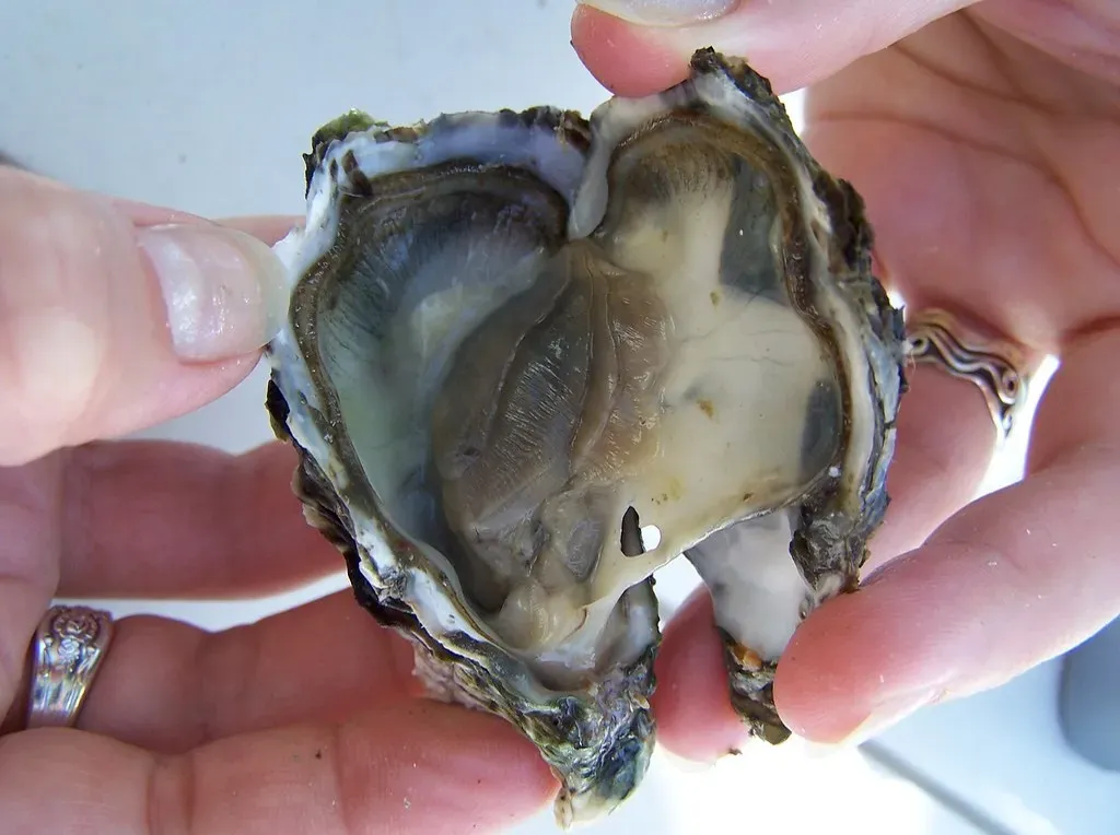 The World Is Your Oyster (Image Credits: Flickr)
