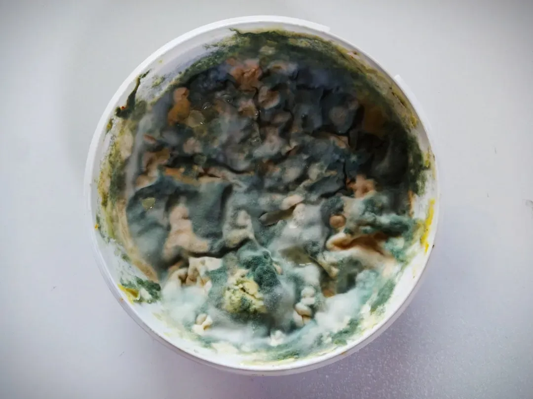 Penicillin: The Moldy Miracle That Saved Millions (Image Credits: Unsplash)