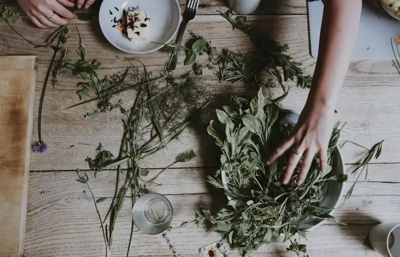 Traditional Medicine Compounds in Modern Pharmaceuticals (Image Credits: Unsplash)