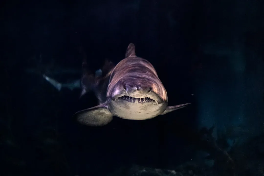 6. The mechanical shark in Jaws worked as planned throughout filming (Image Credits: Unsplash)