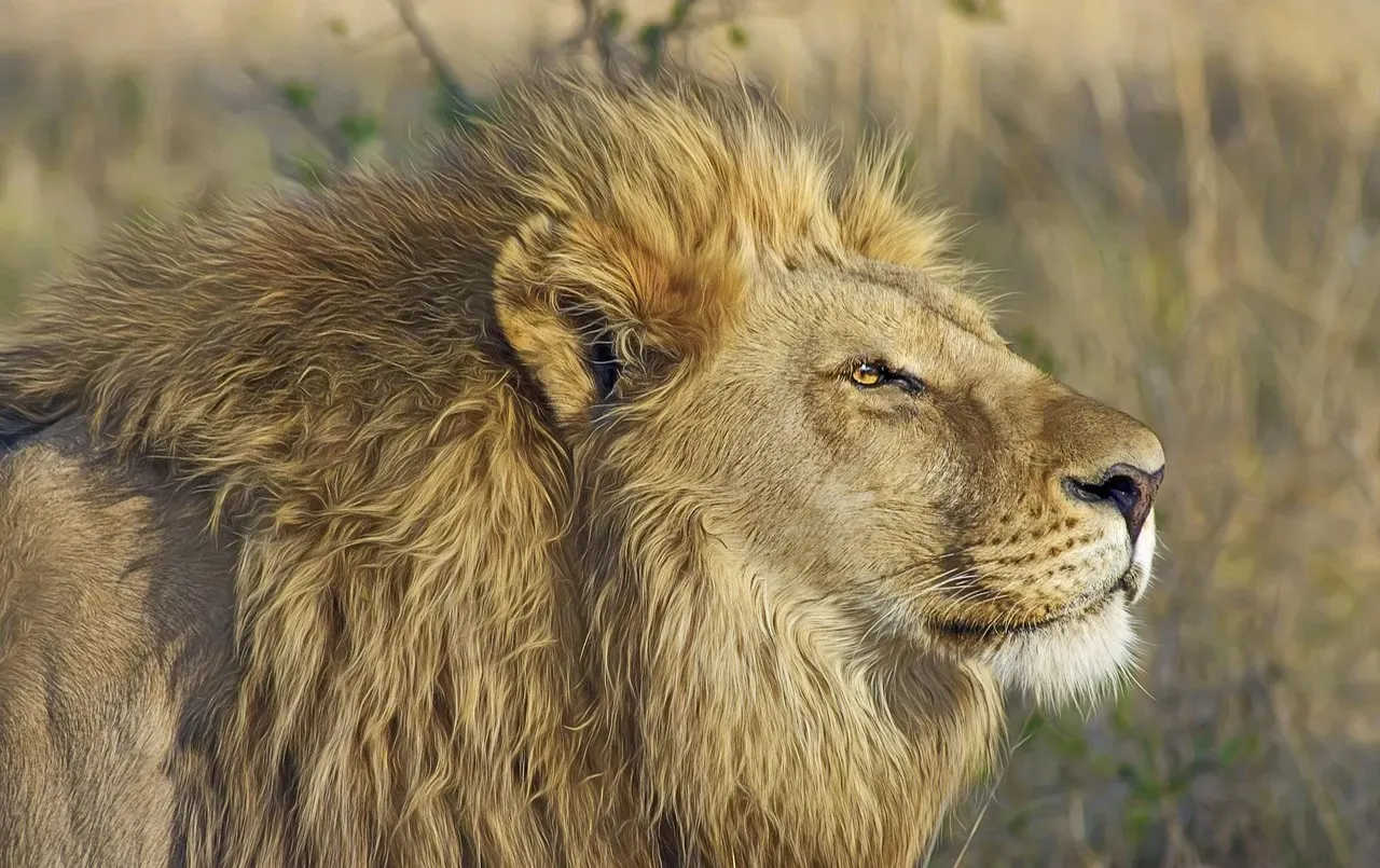 The Lion King (1994) still hits like a gut punch (Image Credits: Pixabay)