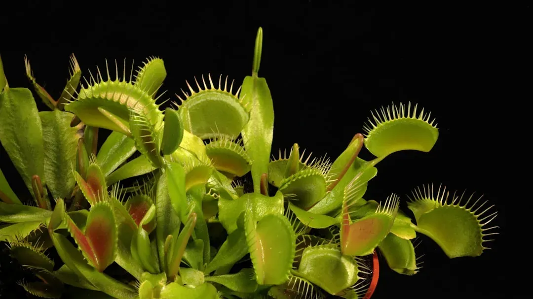 Little Shop of Horrors had to lose its villain plant's victory (Image Credits: Unsplash)