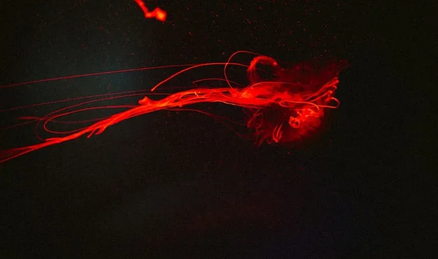 The Heart Has Its Own Independent Brain Network (Image Credits: Unsplash)