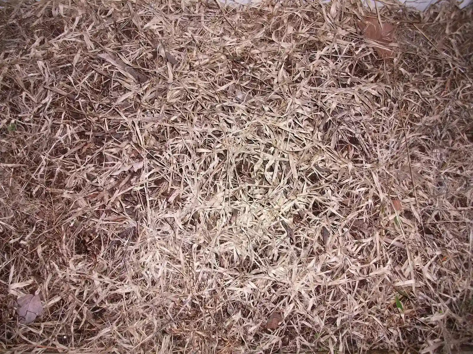 California's AB 1572: A Statewide Shift on Nonfunctional Turf (By John Harvey, Public domain)