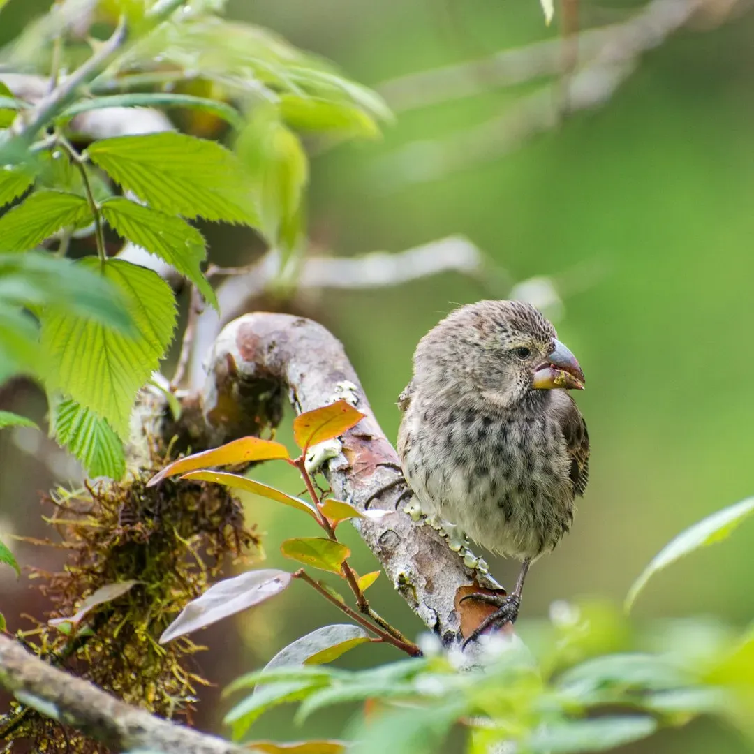 Darwin's Galápagos Observations and the Seeds of Evolution (Image Credits: Unsplash)