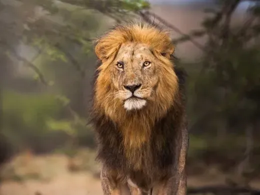 1. Mufasa in The Lion King (1994) (Image Credits: Pexels)