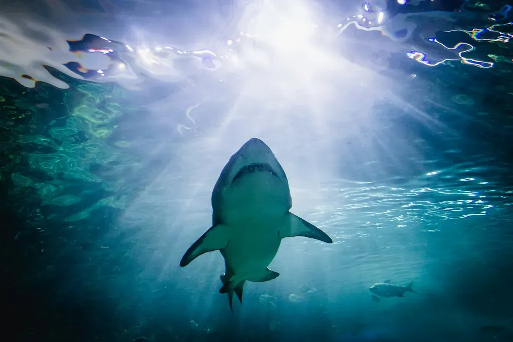 Jaws (Image Credits: Flickr)
