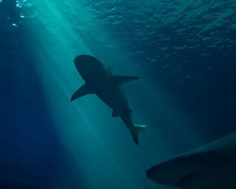 2. Jaws: The Revenge (1987) (Image Credits: Pexels)