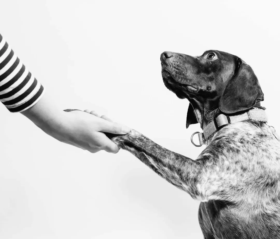 When to Redirect the Behavior (Image Credits: Unsplash)