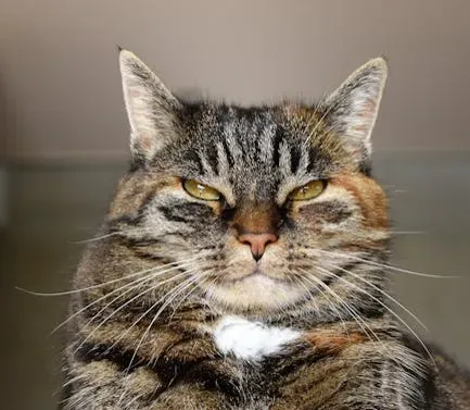 The Godfather's Stray Cat That Stole the Whole Film (Image Credits: Pexels)