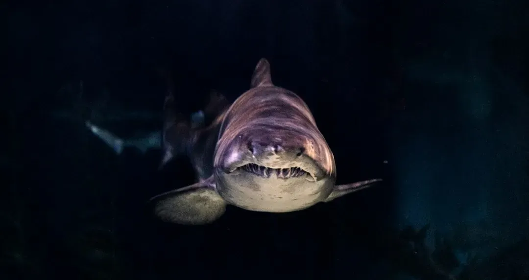 Jaws (1975) (Image Credits: Unsplash)