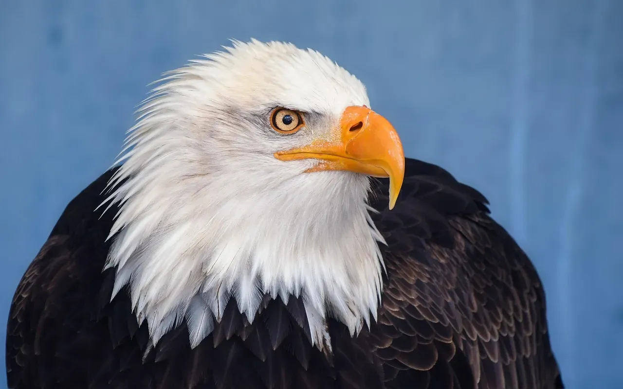 The Bald Eagle: More Than Just a Pretty Bird (Image Credits: Pixabay)