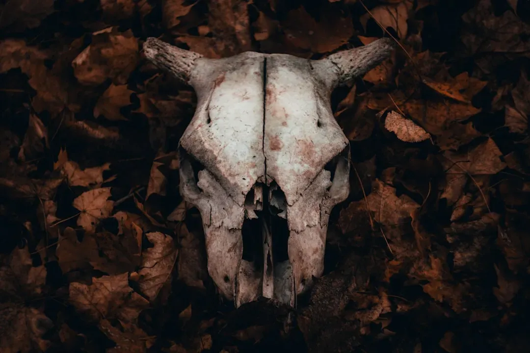 1. The Silence of the Lambs (1991) - The Skull That Isn't a Skull (Image Credits: Unsplash)