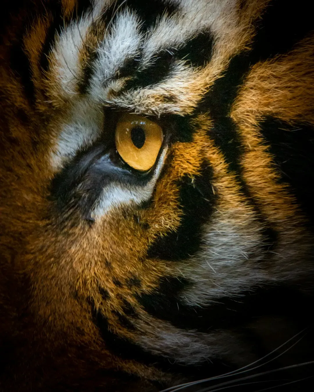 "Eye of the Tiger" - Survivor (1982) (Image Credits: Unsplash)