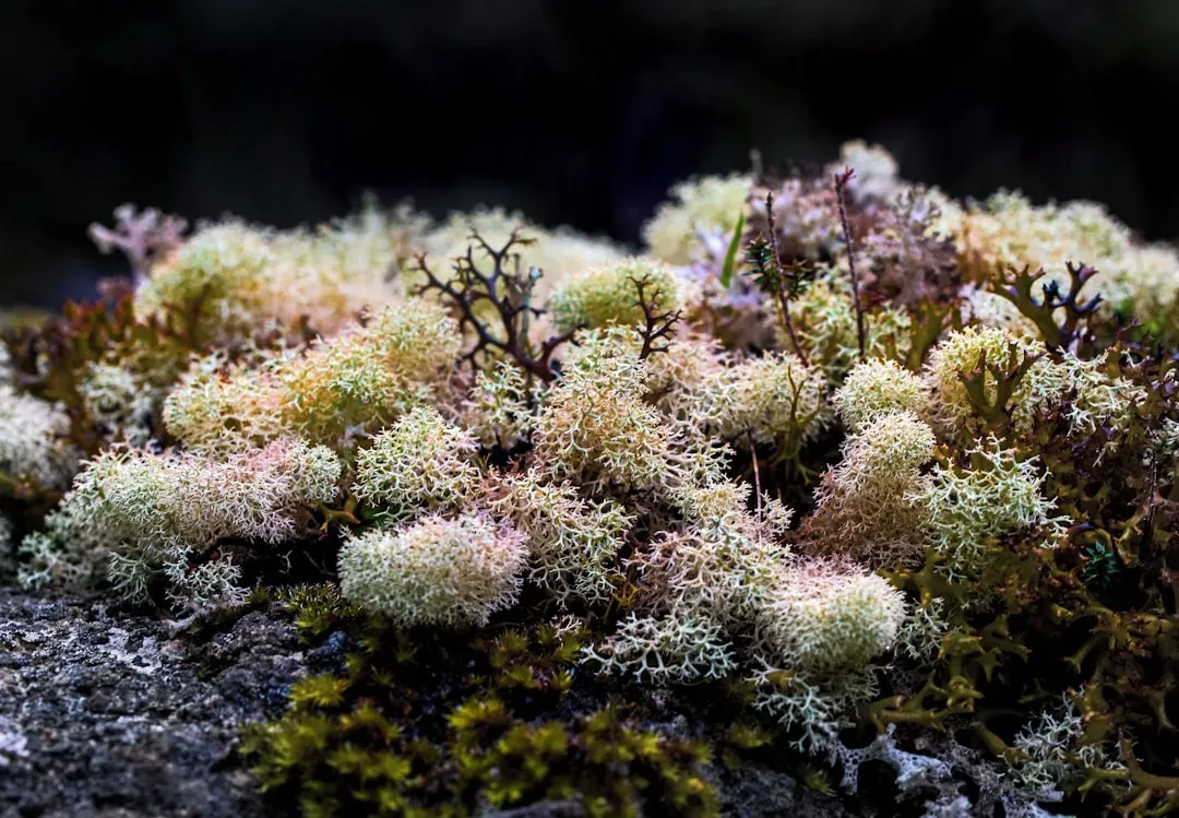Sea Moss: The Ocean's Hidden Treasure (Image Credits: Unsplash)