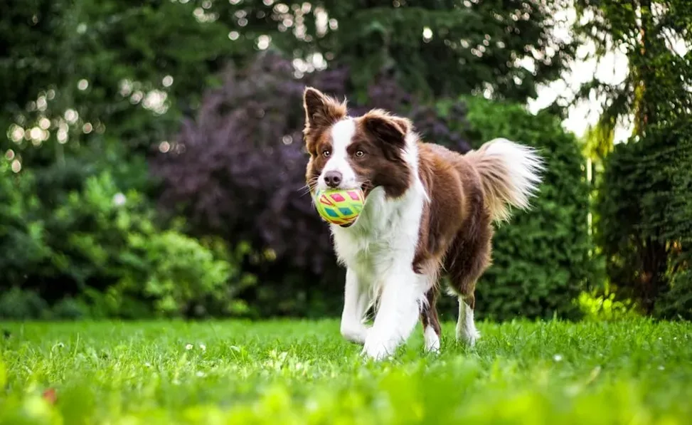 Bringing you toys or random objects (Image Credits: Unsplash)