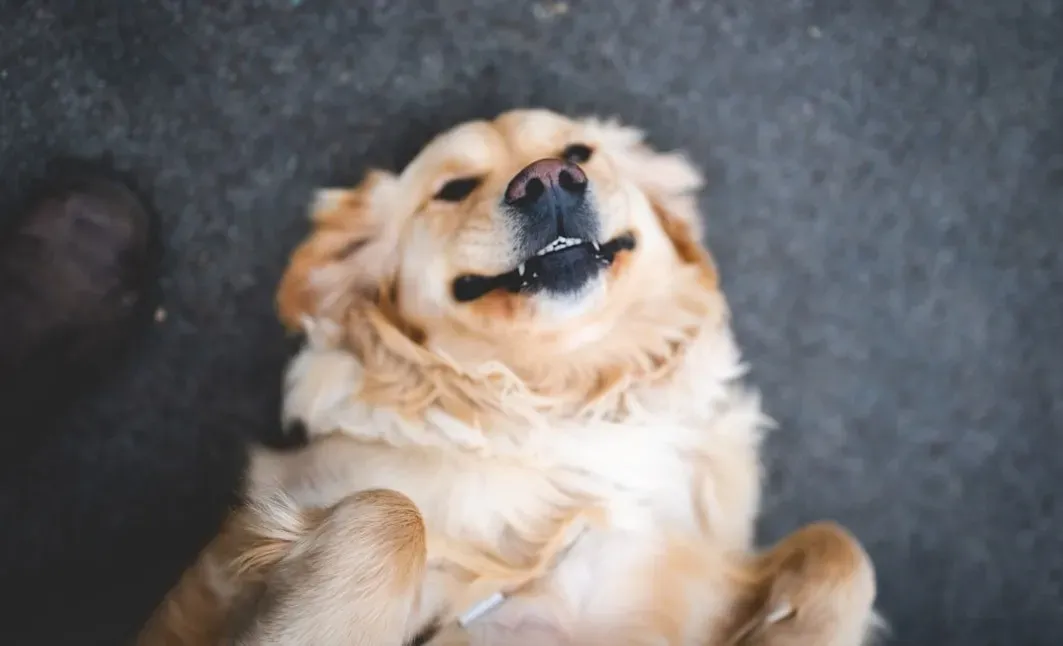 Circling before lying down (Image Credits: Unsplash)