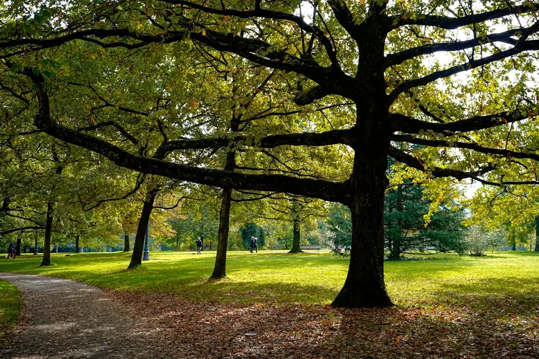 The Science Behind How Parks Actually Cool You Down (Image Credits: Unsplash)