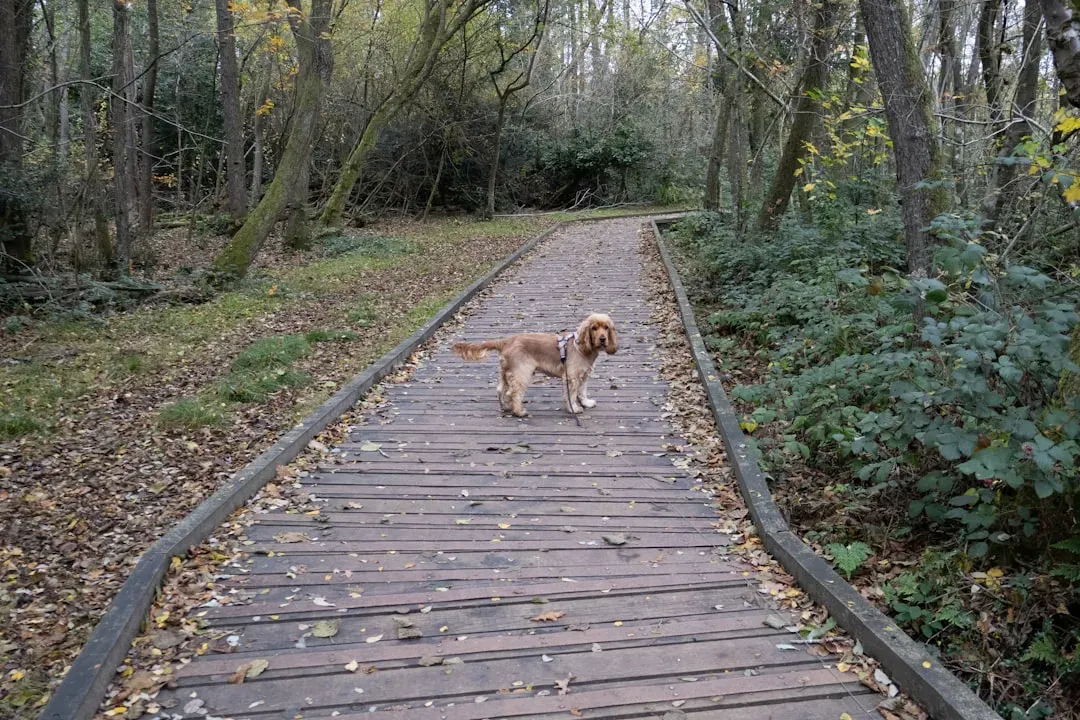 2. Summerlin: Trails for Days and a Community Built Around Outdoor Life (Image Credits: Unsplash)