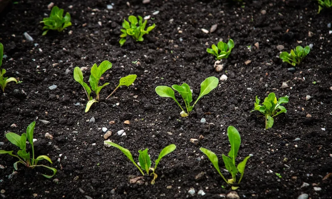 Embrace Seasonal Diversity and Succession Planting (Image Credits: Unsplash)