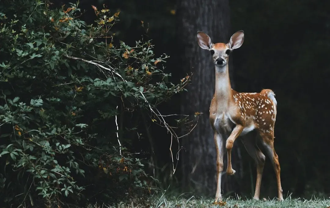 9. Bambi, A Life in the Woods by Felix Salten (Image Credits: Unsplash)