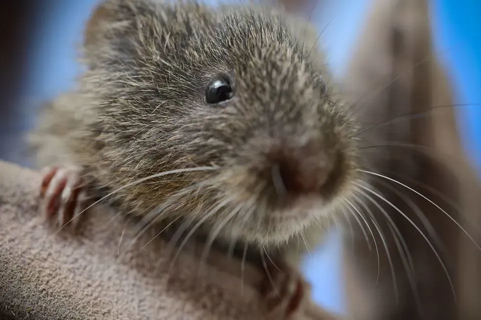 Weather Patterns and the Boom-Bust Cycle of Desert Rodent Populations (mypubliclands, Flickr, CC BY 2.0)