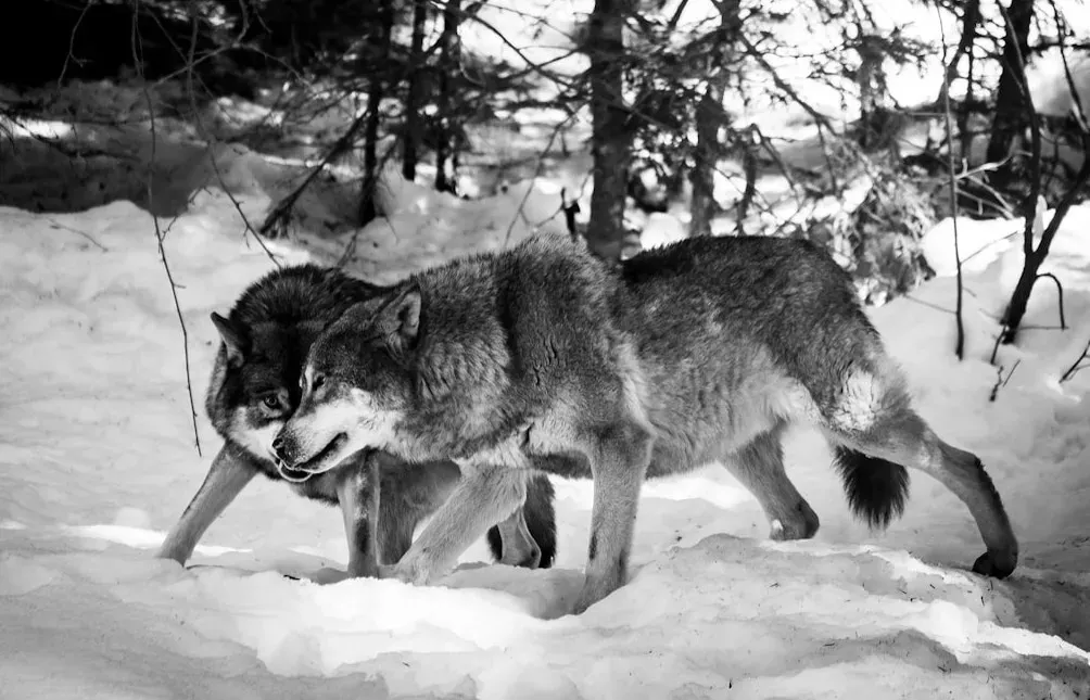 Dances With Wolves (1991): Goodfellas Never Forgave the Academy (Image Credits: Unsplash)
