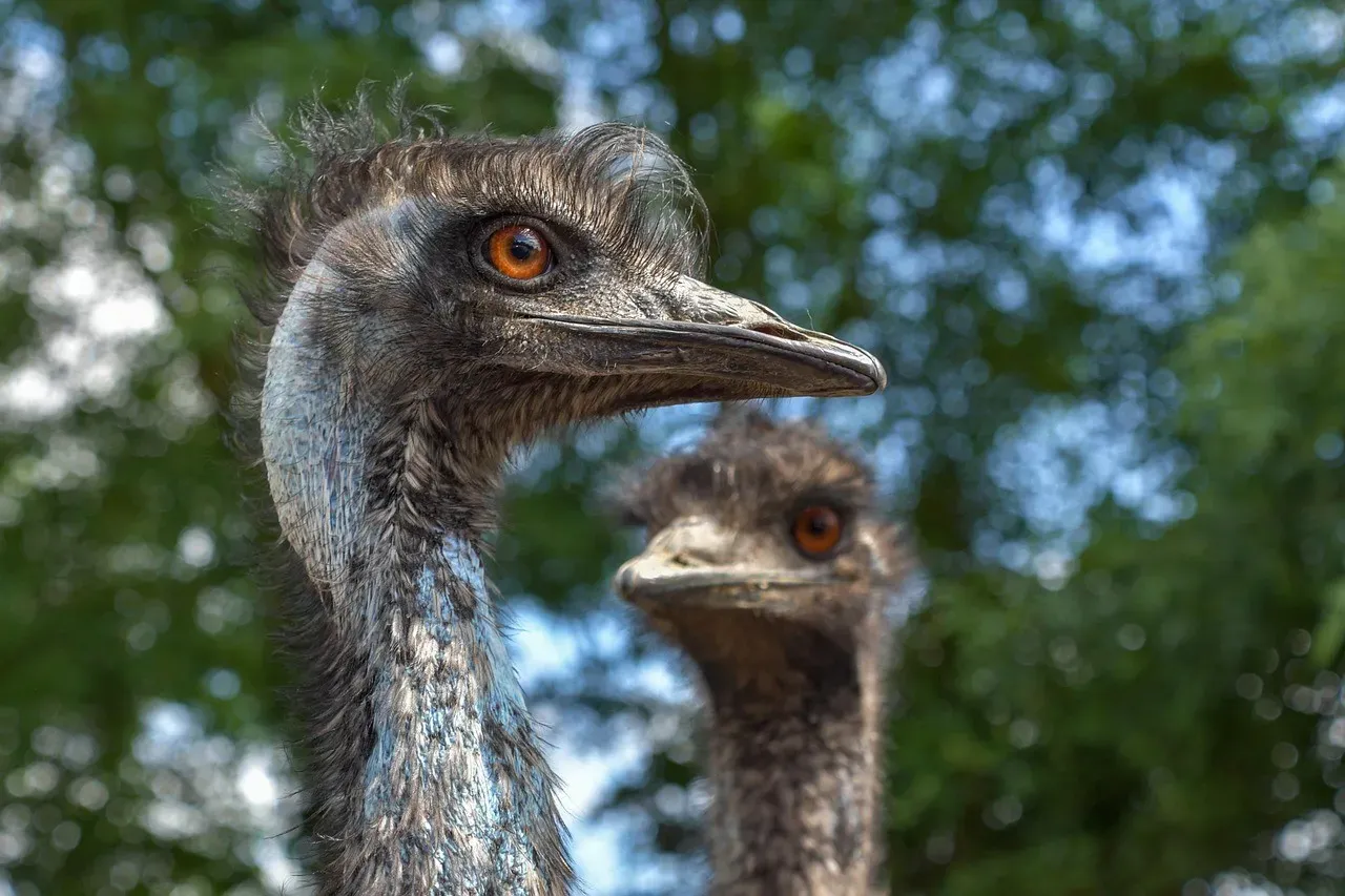 The Great Emu War of 1932 (Image Credits: Pixabay)