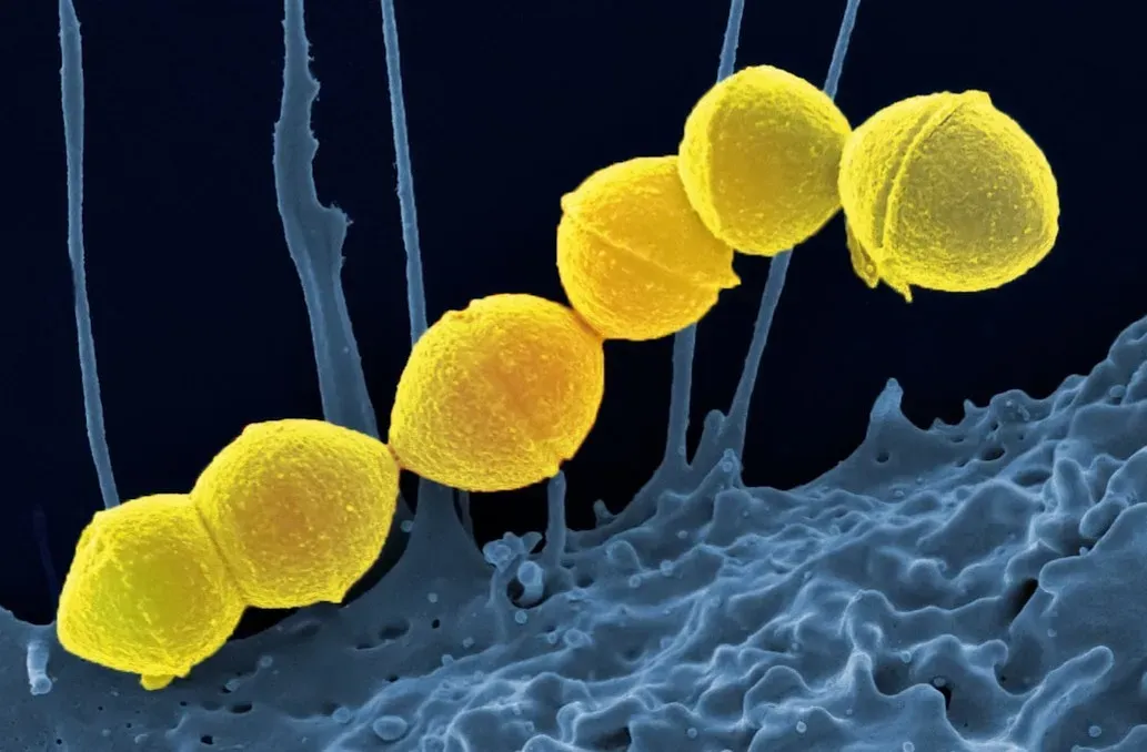 Helicobacter Pylori: The Bacteria Everyone Said Couldn't Exist in Stomachs (Image Credits: Unsplash)