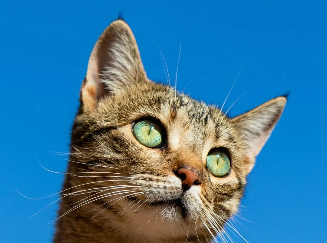 5. Operation Acoustic Kitty (1960s) (Image Credits: Unsplash)