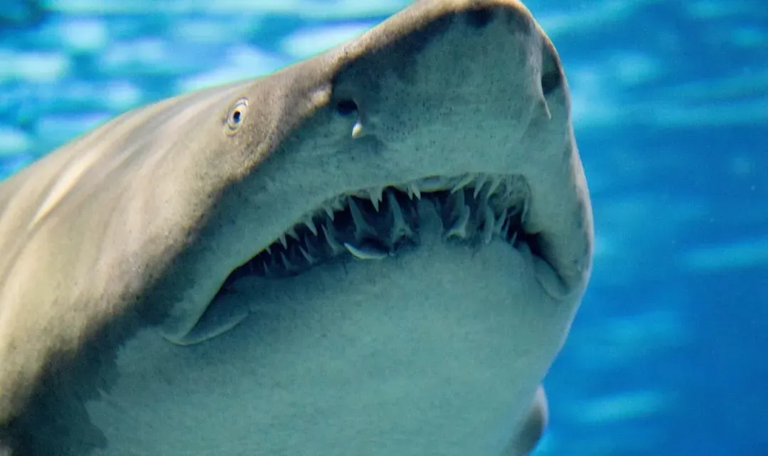 2. Jaws: The Revenge (1987) (Image Credits: Unsplash)