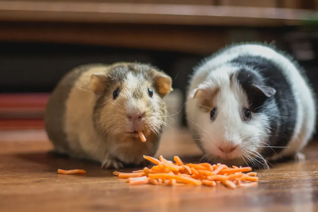 It's Illegal to Own Just One Guinea Pig in Switzerland (Image Credits: Unsplash)