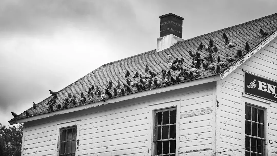 The Birds (1963) (Image Credits: Unsplash)