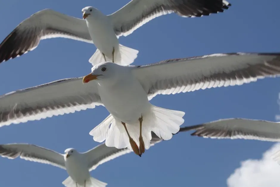 Jonathan Livingston Seagull by Richard Bach (Image Credits: Pexels)