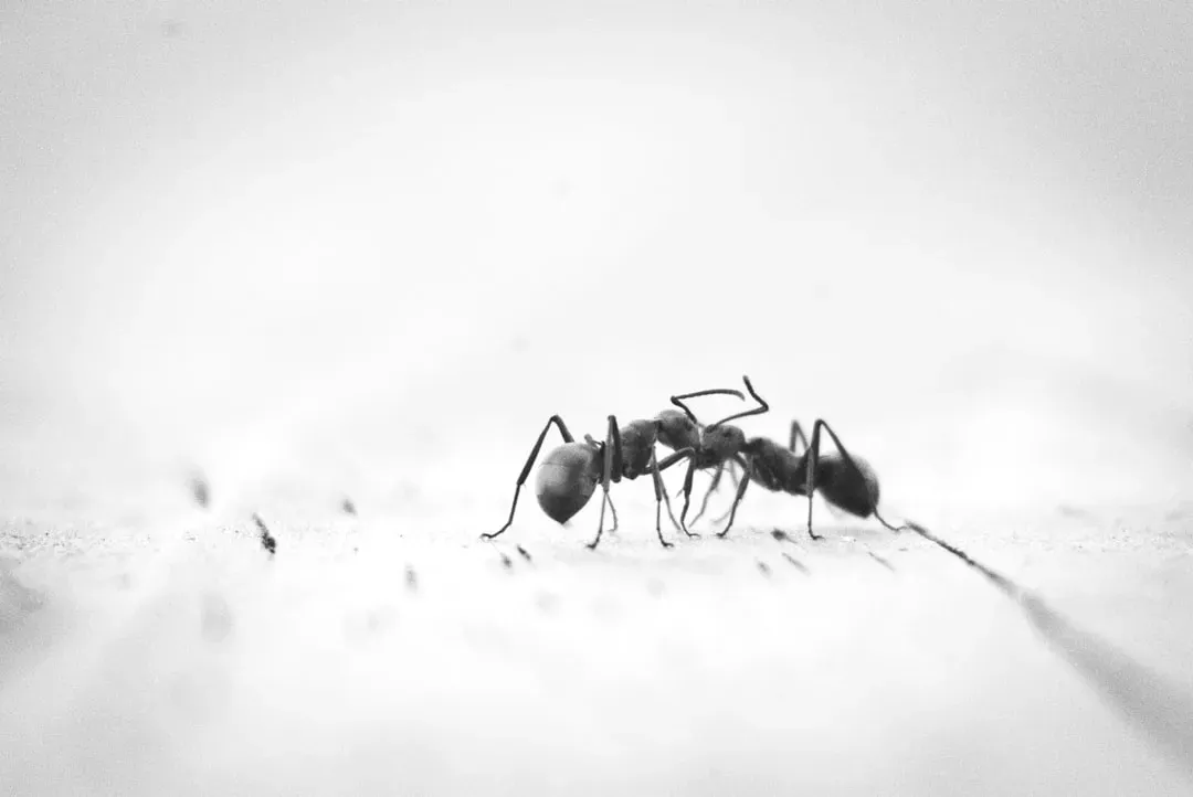 5. Antz and A Bug's Life split one audience two ways (Image Credits: Unsplash)