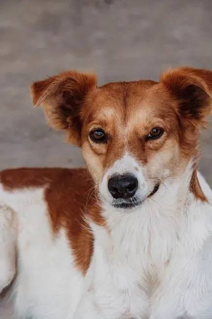 Vulnerable Moments: Why Dogs Stare While Using the Bathroom (Image Credits: Pexels)