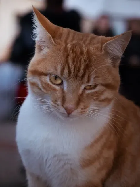 What a Slow Blink Actually Looks Like (Image Credits: Pexels)