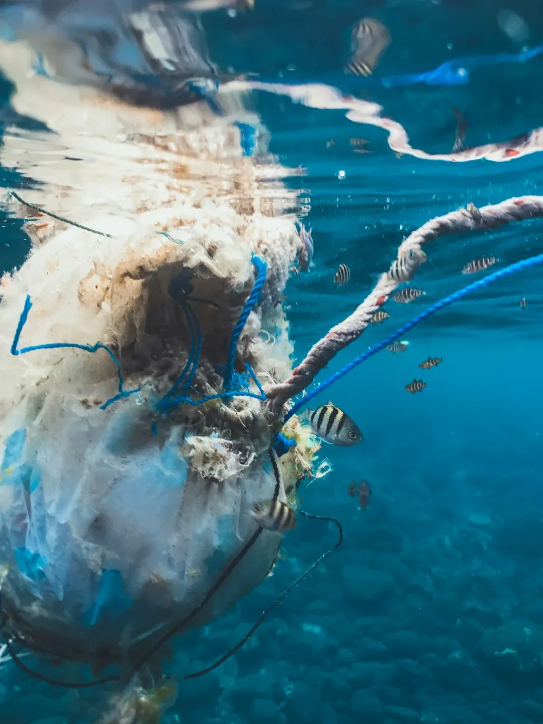 11. The Plastic-Eating Bacteria: A 2016 Discovery That Surprised Even Its Finders (Image Credits: Unsplash)