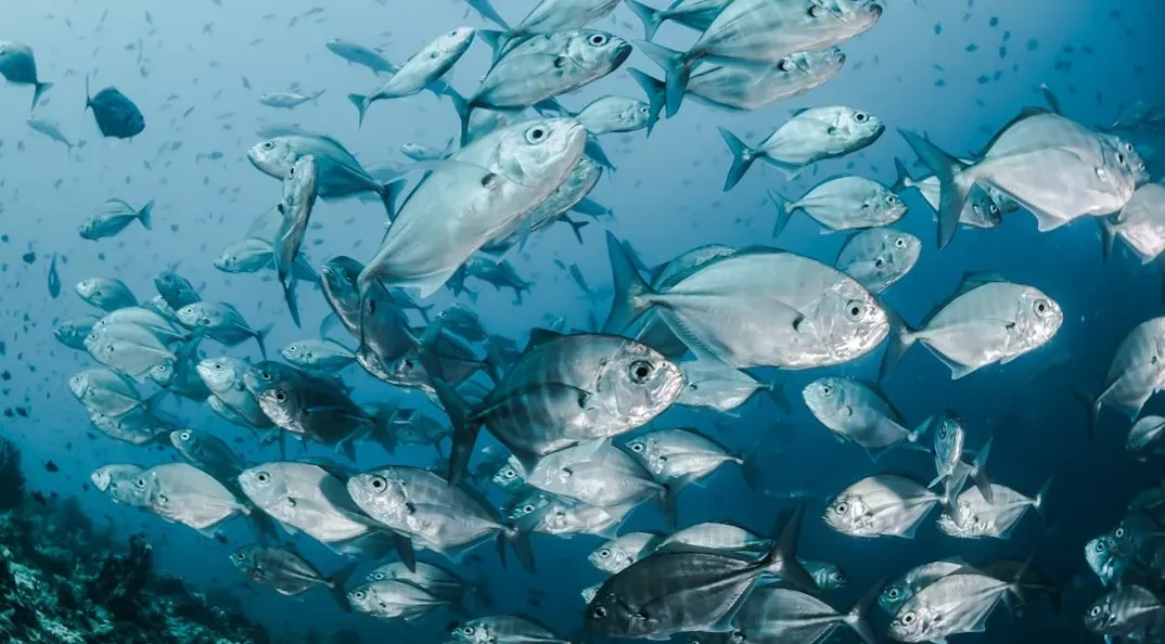Bong Joon-ho's Fish Scene in Snowpiercer: A Lie That Saved Cinema (Image Credits: Unsplash)