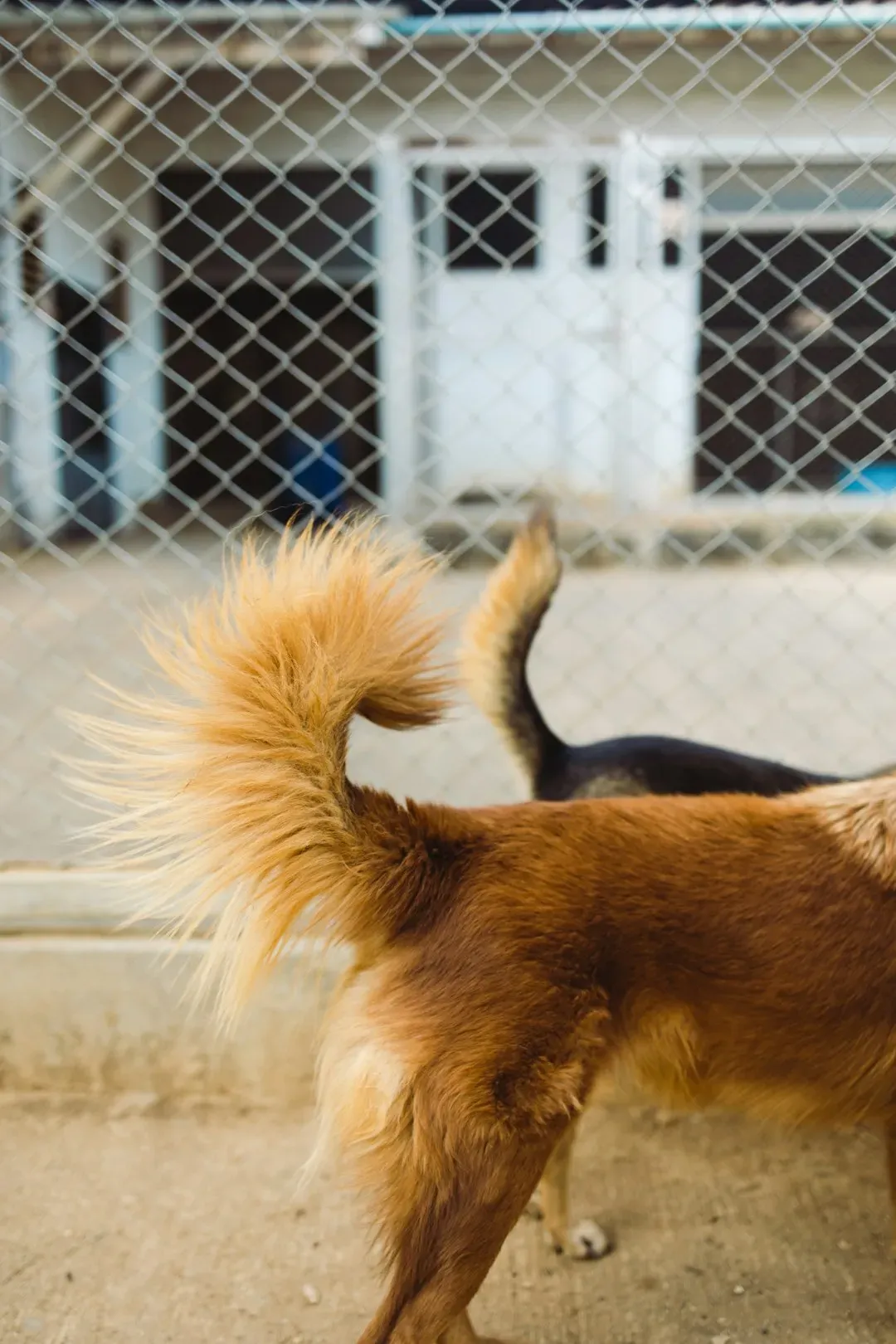 Tail Wagging Is Not Always Friendly (Image Credits: Unsplash)