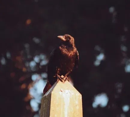 5. The Omen and the Accidents That Mirrored the Film (Image Credits: Pexels)