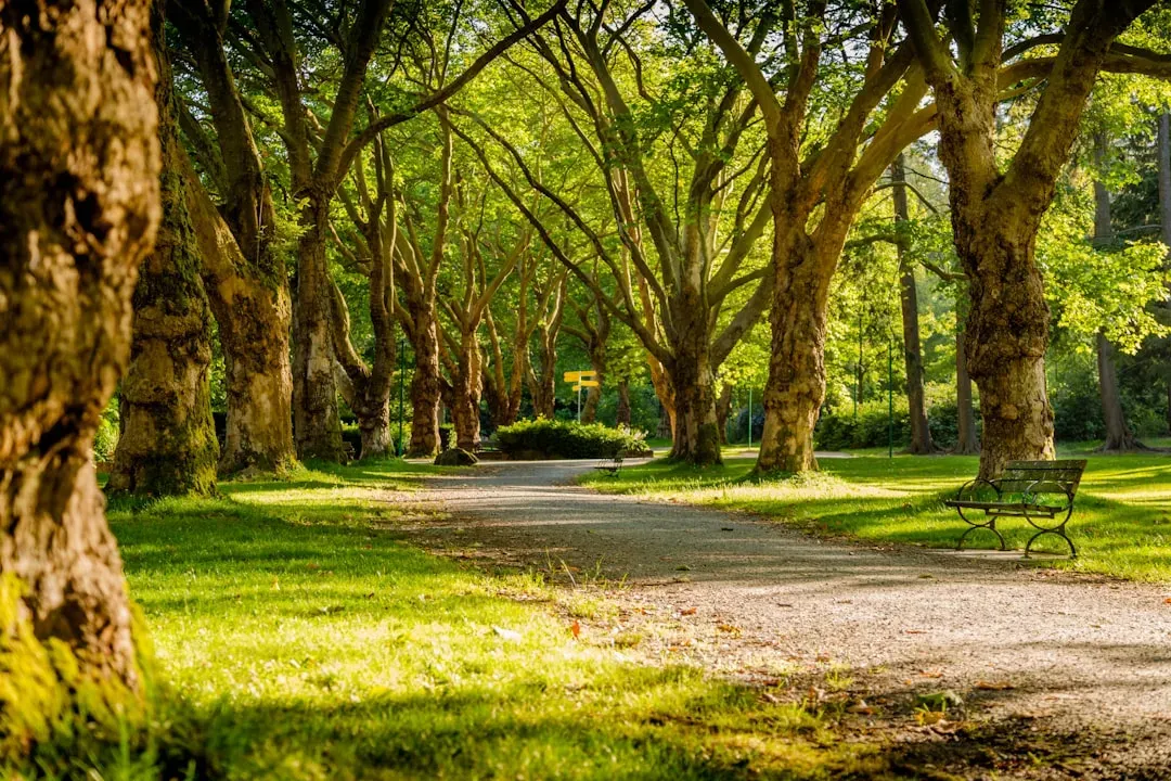 Nature, Green Space, and Resetting Your Nervous System (Image Credits: Unsplash)